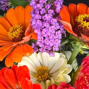 Meet your Posher, Patti